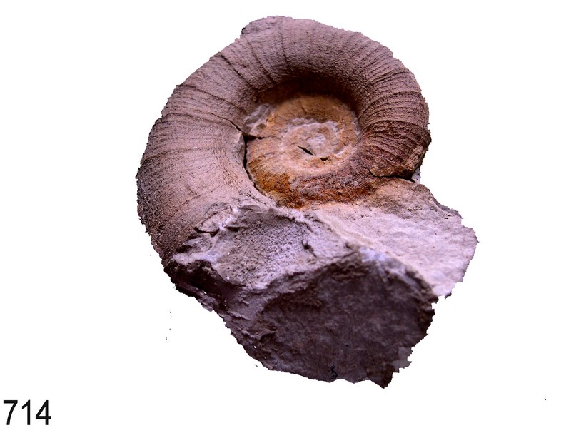 Holcodiscus